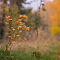 SAM-5954-NX30-1-60-sec.jpg