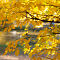 DSC03296-ILCE-7M3-85-mm.jpg