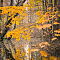 SAM-6269-NX3090-mm-1-250-sec-at-f-40-sharp.JPG